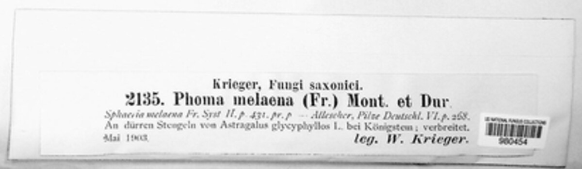 Omphalospora melaena image